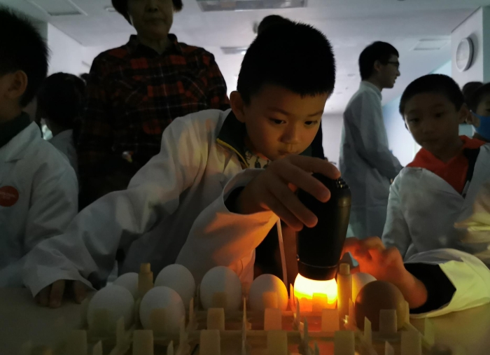 觀測雞胚 觀測雞胚