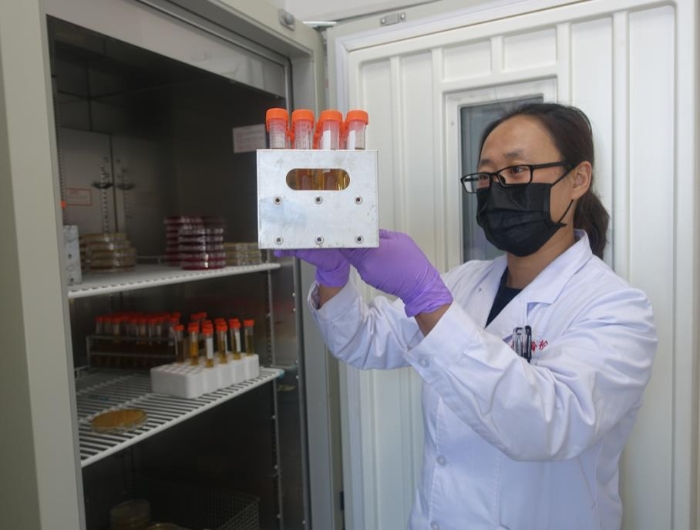 高瑞霞正在實驗室觀察防護服滅菌用生物指示劑的檢驗結果。記者 楊燕攝