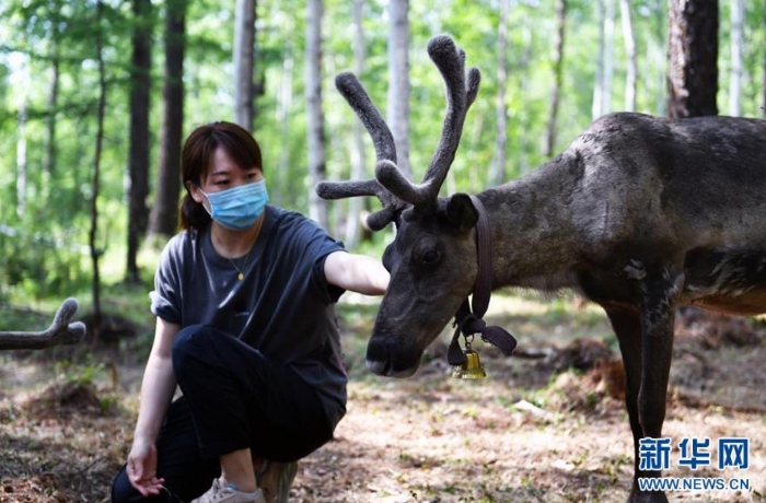 游客在根河市烏力庫瑪林場的馴鹿放養(yǎng)點撫摸馴鹿（7月13日攝）。 新華社記者 貝赫 攝