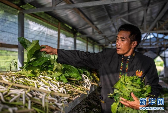 在云南省隴川縣隴把鎮曼崩村，董跑約在蠶棚里給“蠶寶寶”喂桑葉（8月21日攝）。 新華社記者 胡超 攝