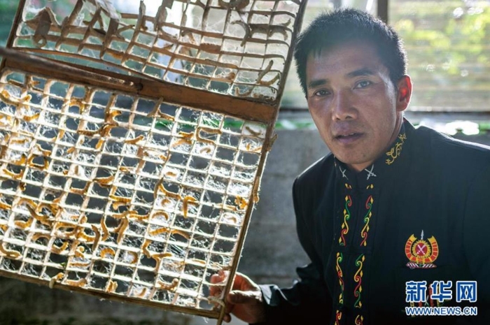 在云南省隴川縣隴把鎮曼崩村，董跑約展示在方格簇上準備結繭的“蠶寶寶”（8月21日攝）。 新華社記者 胡超 攝