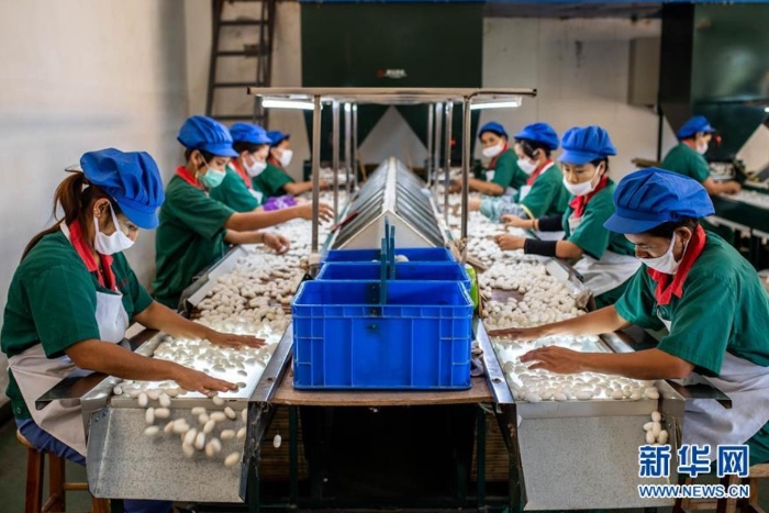 云南德宏正信實業股份有限公司的工人在分揀蠶繭（8月21日攝）。 新華社記者 胡超 攝