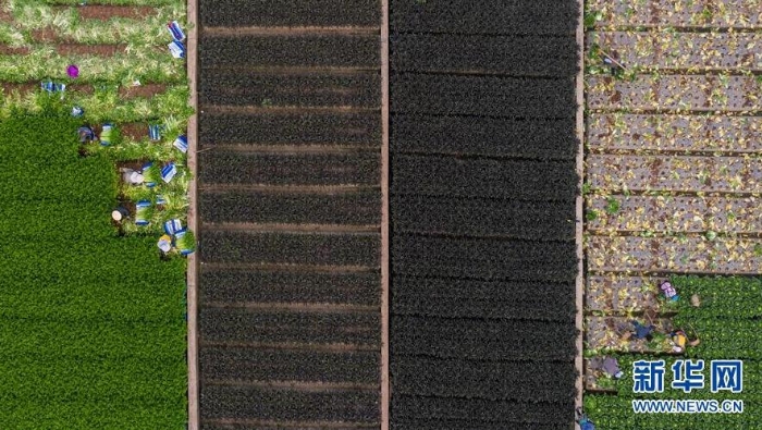 云南省玉溪市通海縣秀山街道農民在田間勞作（3月3日攝，無人機照片）。新華社記者 胡超 攝