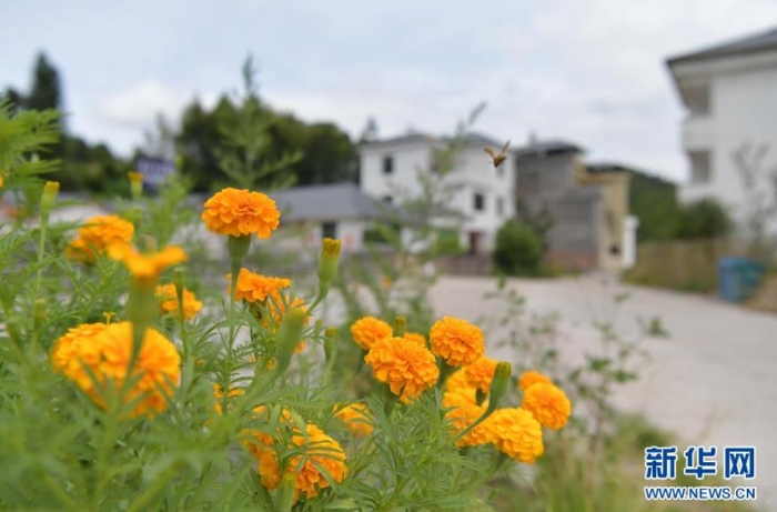 這是江西省尋烏縣文峰鄉上甲村一景（7月19日攝）。  新華社記者 彭昭之 攝