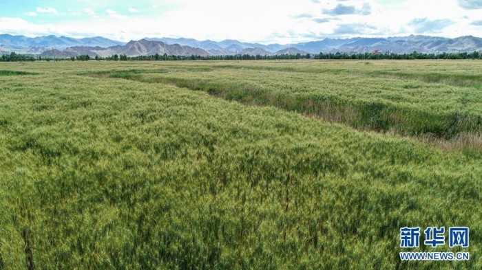 這是西藏日喀則市江孜縣江孜鎮東郊村的青稞田（8月28日攝，無人機照片）。  新華社記者 孫非 攝