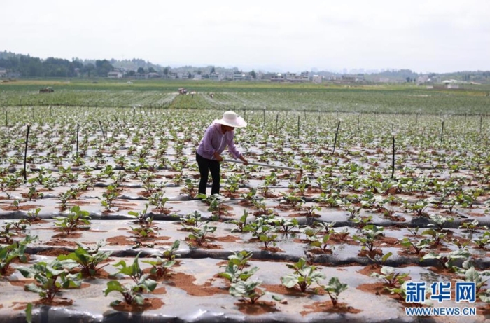 村民在貴州省威寧彝族回族苗族自治縣草海鎮中海社區蔬菜基地里忙碌（8月6日攝）。新華社記者 劉續 攝