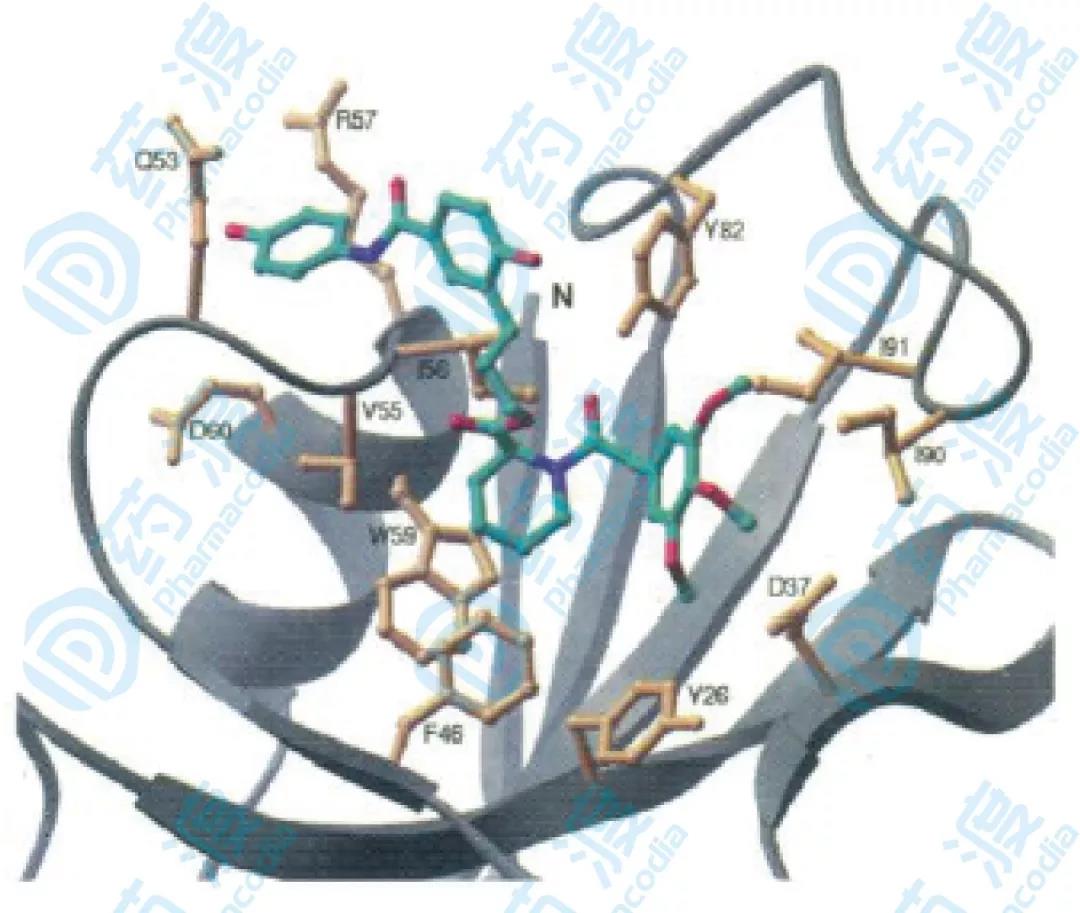 圖6.相互作用示意圖，黃色部分為結合蛋白和配體NOE效應的部分