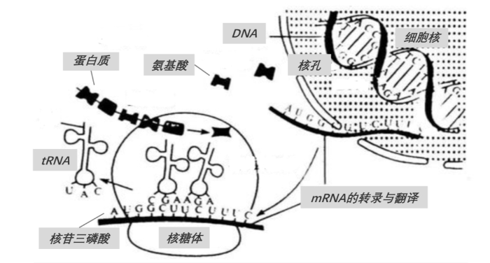 mRNA在人體中的作用機制