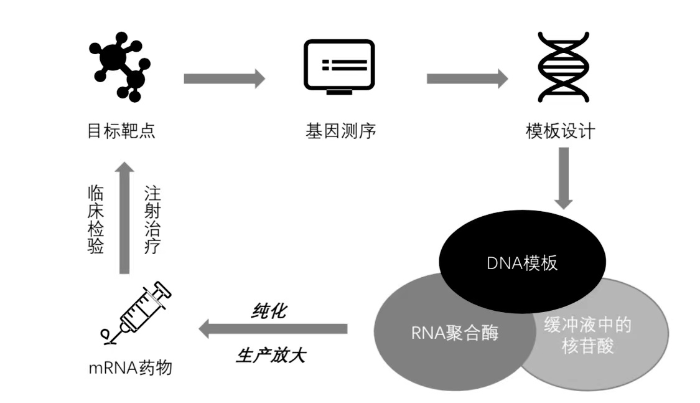 mRNA藥物研發及生產流程圖