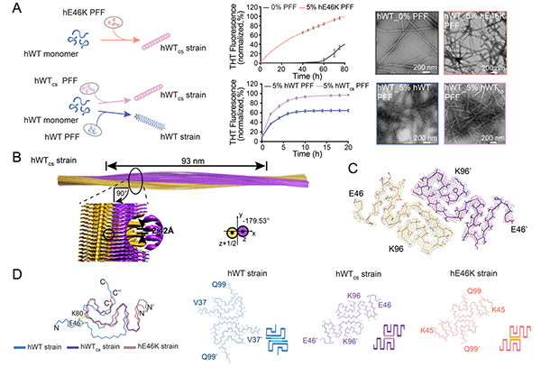 圖1.E46K纖維體外交叉接種WT α-syn蛋白，形成與E46K纖維類似的結構