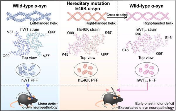 圖2.E46K家族遺傳性帕金森病病理機制假說示意圖