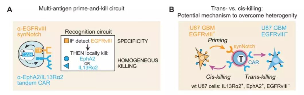 智能CAR-T細胞療法的設計和作用機理，通過與特異性抗原結合的synNotch系統調節識別周圍癌細胞的CAR的表達（圖片來源：參考資料[4]）