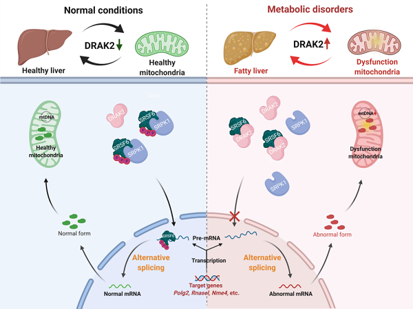 DRAK2-SRSF6介導(dǎo)非酒精性脂肪肝炎的分子機(jī)制