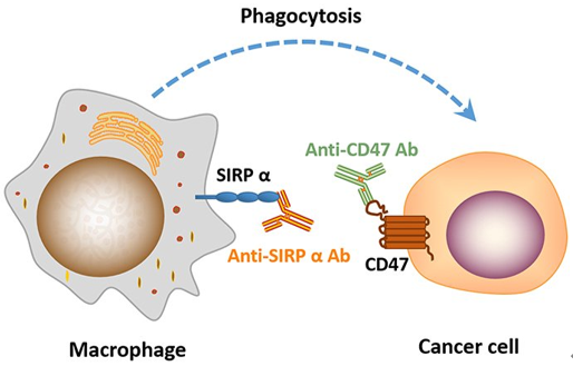 圖1用抗 CD47或SIRPɑ抗體可以作為誘導巨噬細胞吞噬腫瘤細胞