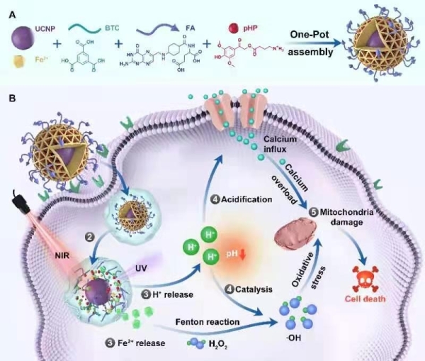 ?。ˋ）抗腫瘤納米制劑的構(gòu)建
