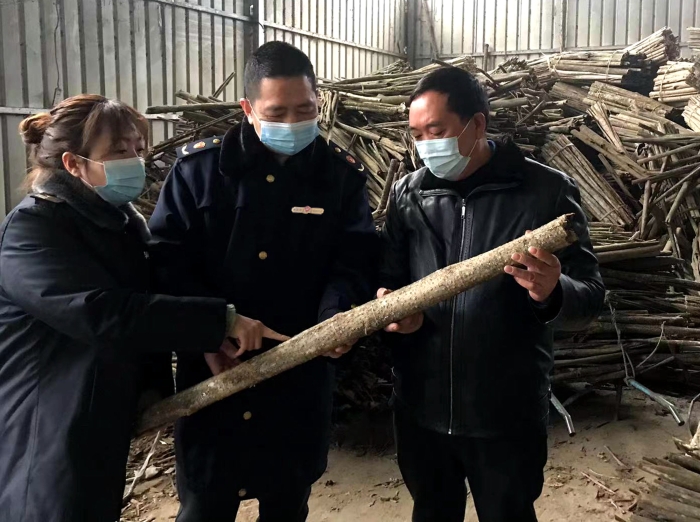 圖為工作人員在農民專業合作社了解中藥材采收情況。