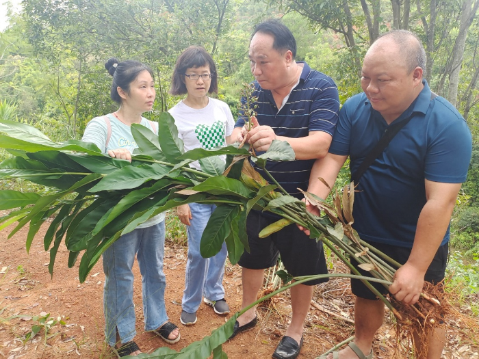 圖為調研組在高良姜種植基地查看藥材種質資源。