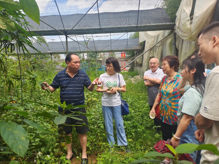 圖為調研組在中藥材培育基地查看藥材生長情況。